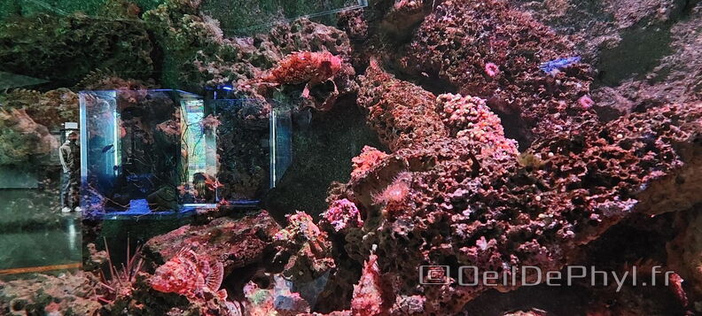 Aquarium-Croisic-20231007_134605-Odp-02.jpg