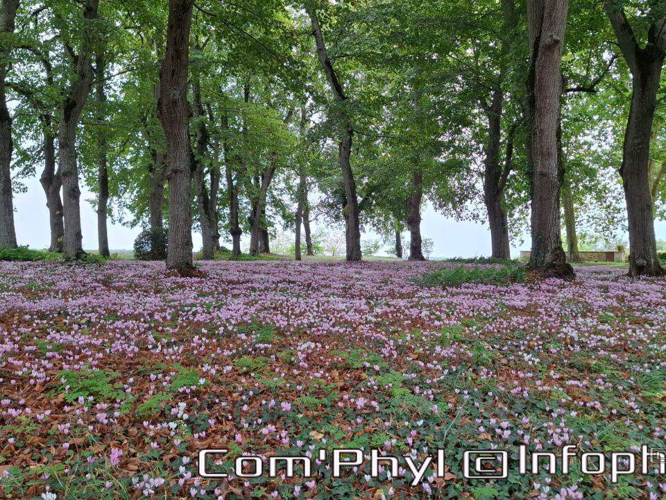 Le château de Jarzé
