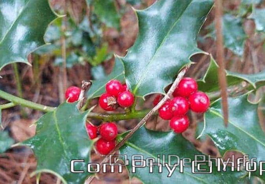 le-houx-boules-rouges-5