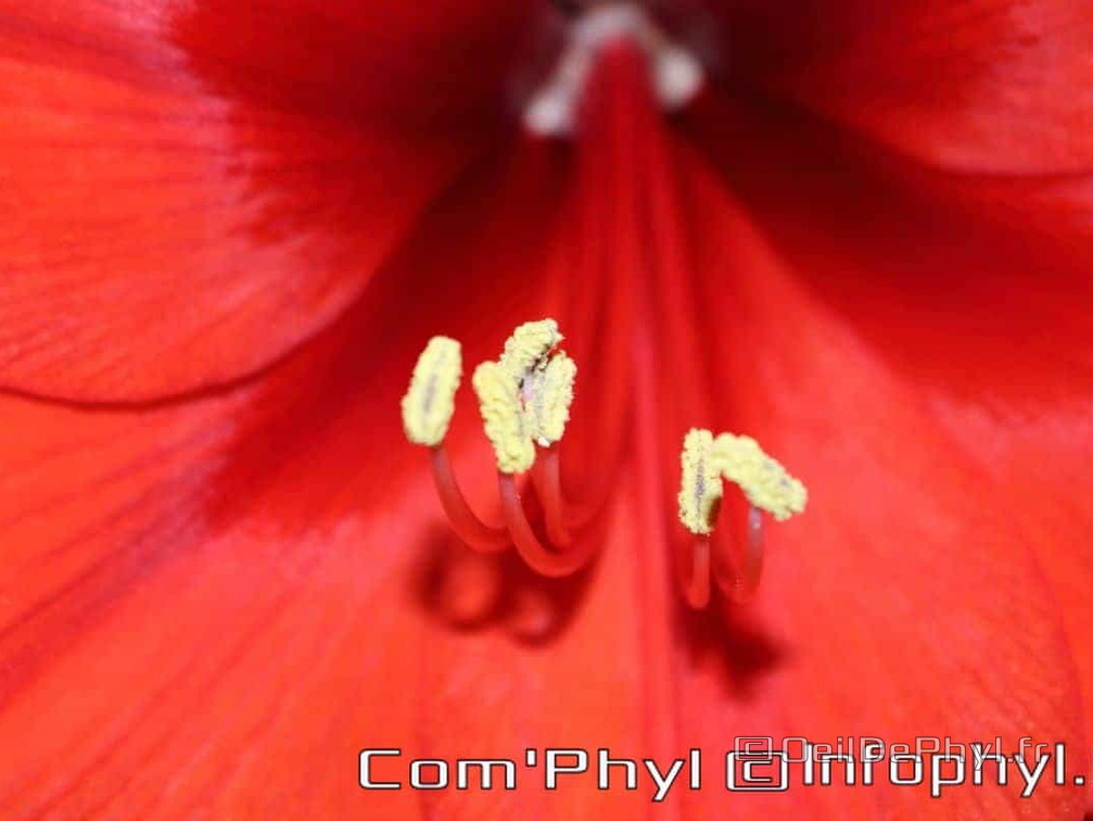 amaryllis-rouge-gros-plan-2