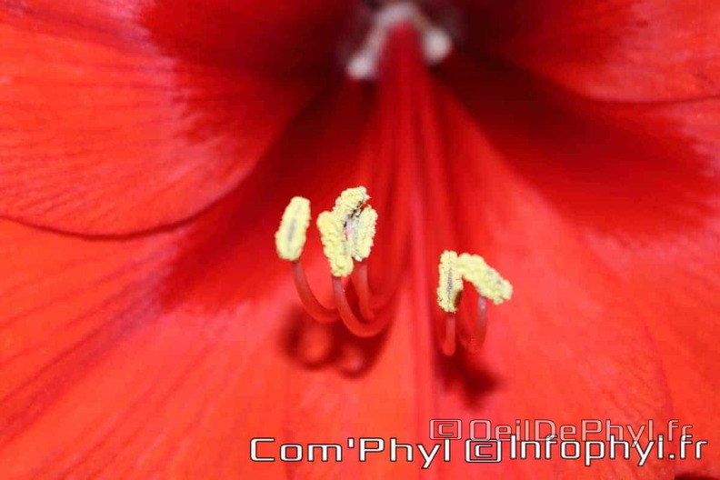 amaryllis-rouge-gros-plan-2.jpg