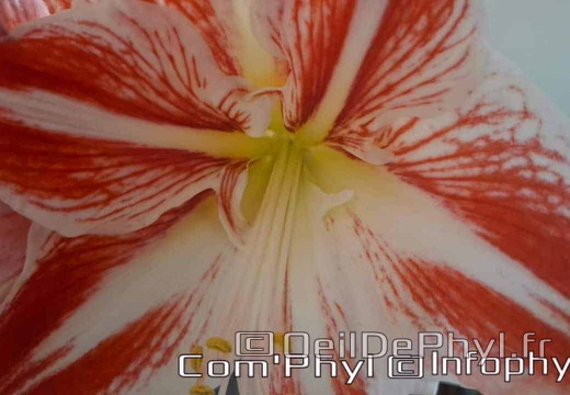 amaryllis-bicolore-2024-03