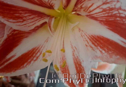 amaryllis-bicolore-2024-02