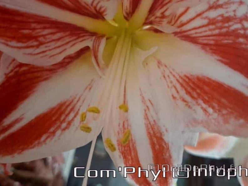 amaryllis-bicolore-2024-02