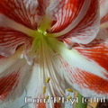 amaryllis-bicolore-2024-04