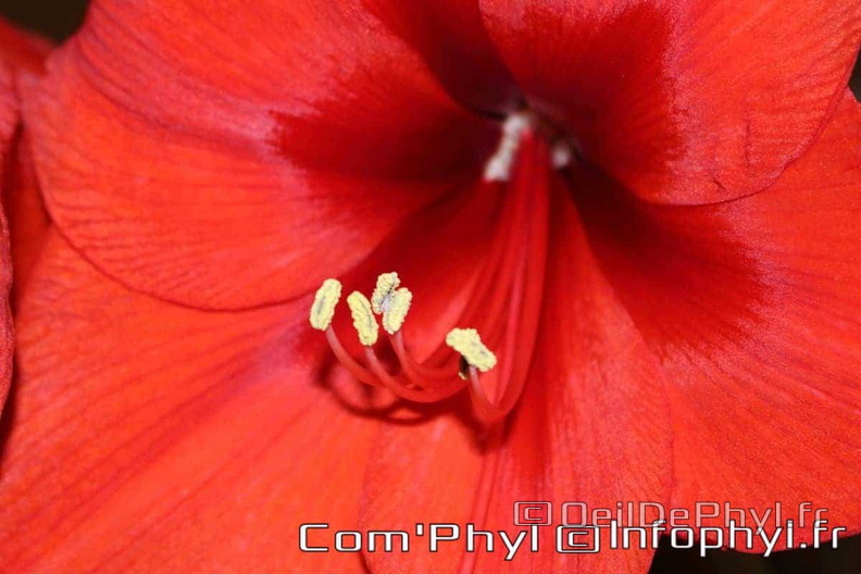 amaryllis-rouge-gros-plan-1.jpg