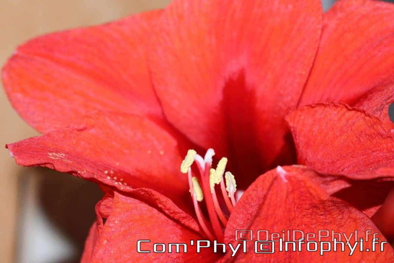 amaryllis-rouge-gros-plan-3.jpg