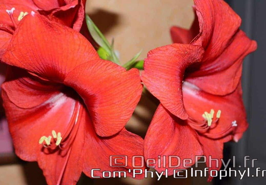 amaryllis-rouge-4
