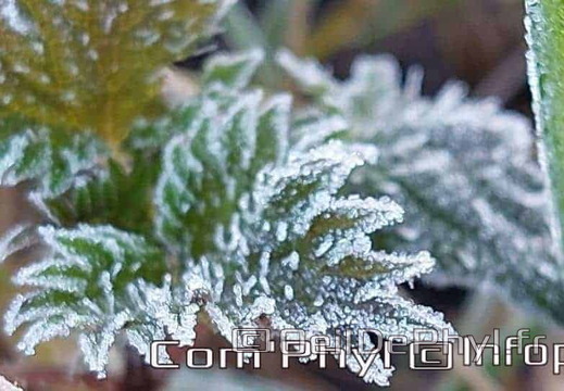 Les plantes givrées