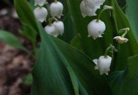 Pdj: 18 avril 2024 - Muguets