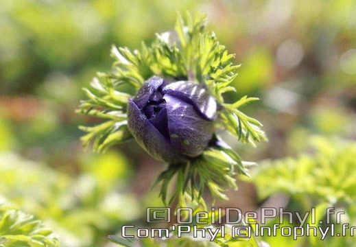 anemone-en-bouton-1