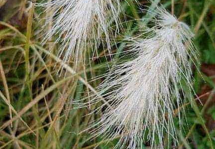 Les plantes givrées