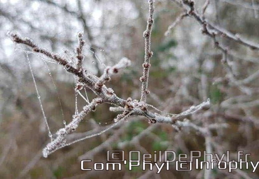 Les plantes givrées