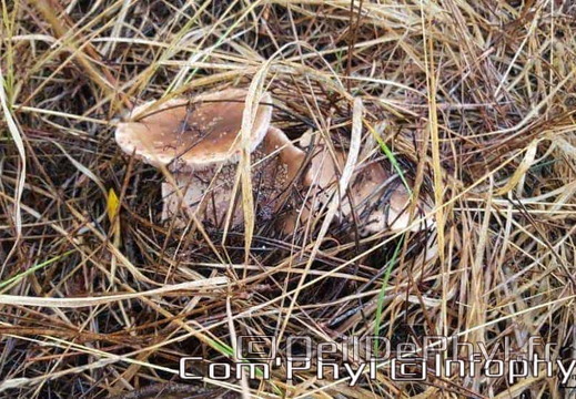 champignons-dans-la-foret-1