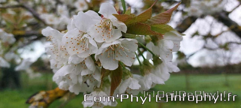 cerisier-en-fleur-1.jpg
