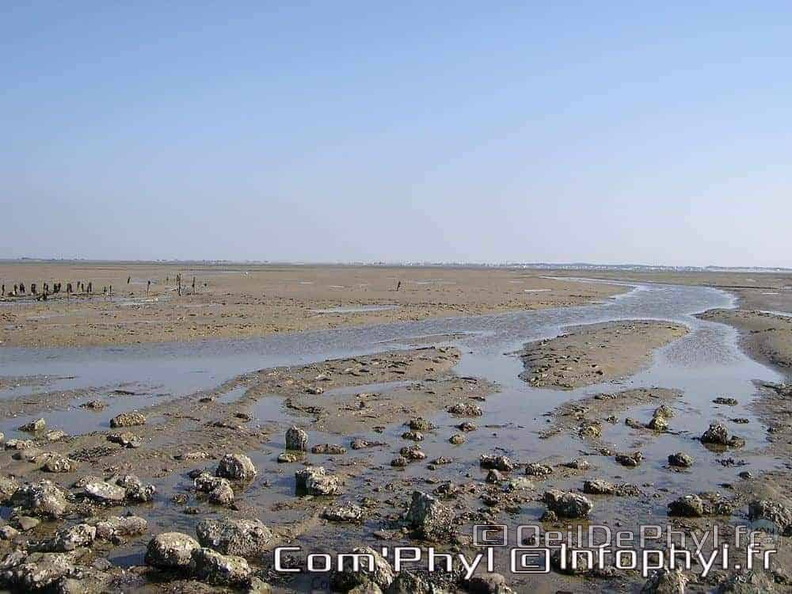 noirmoutier-en-l-ile-le-gois-06