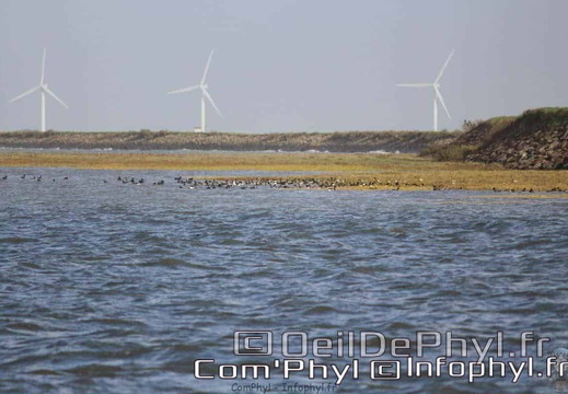 noirmoutier-en-l-ile-le-gois-15