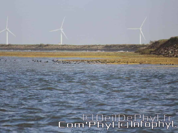 noirmoutier-en-l-ile-le-gois-15