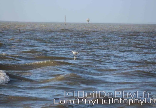 noirmoutier-en-l-ile-le-gois-21