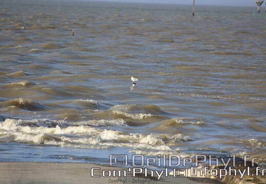 noirmoutier-en-l-ile-le-gois-24