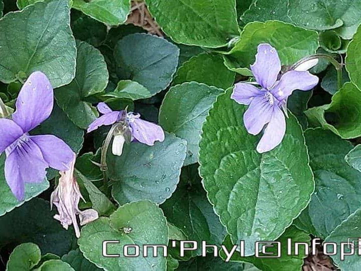 Pdj : 19 avril 2023 - Muguet et violettes-sauvage