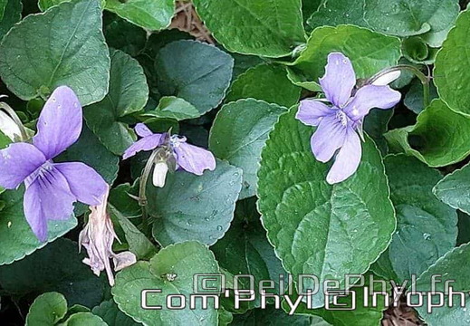 Pdj : 19 avril 2023 - Muguet et violettes-sauvage