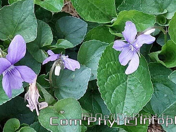 Pdj : 19 avril 2023 - Muguet et violettes-sauvage