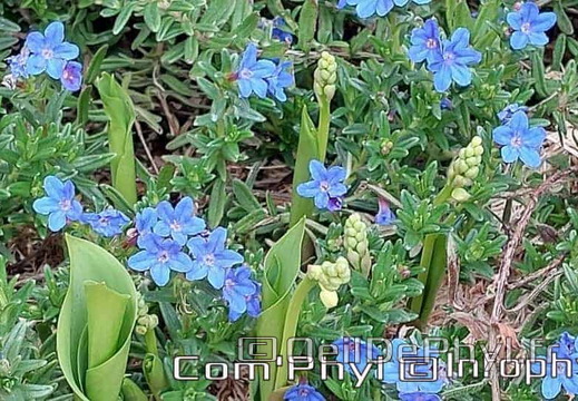 Pdj : 19 avril 2023 - Muguet et violettes-sauvage