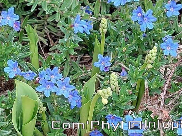 Pdj : 19 avril 2023 - Muguet et violettes-sauvage