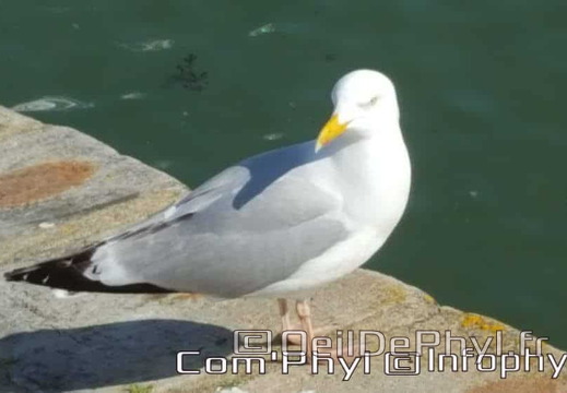 le-croisic-mouette-01