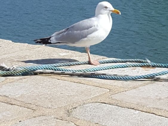 le-croisic-mouette-02