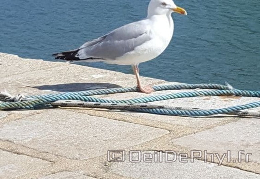 le-croisic-mouette-02