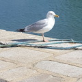 le-croisic-mouette-02.jpg