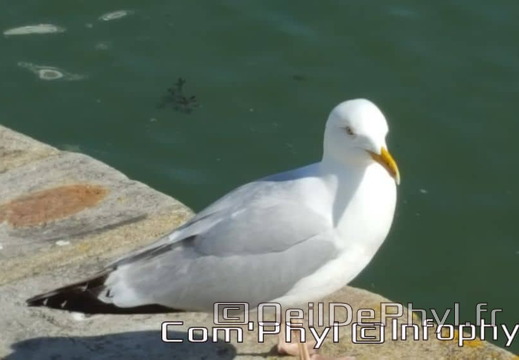 le-croisic-mouette-04