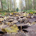 chemin-aux-feuilles-1.jpg