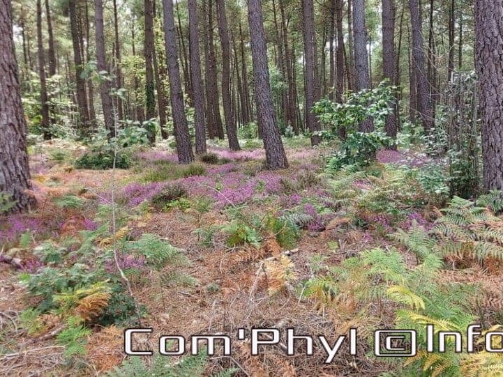 Pdj : 11 août 2021 - bruyère