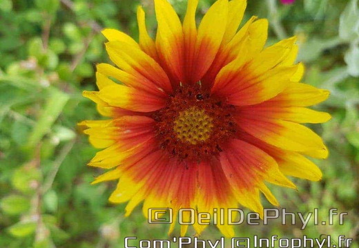 Pdj : 27 mai 2023 - l'été