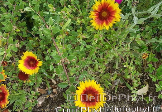 Pdj : 27 mai 2023 - l'été