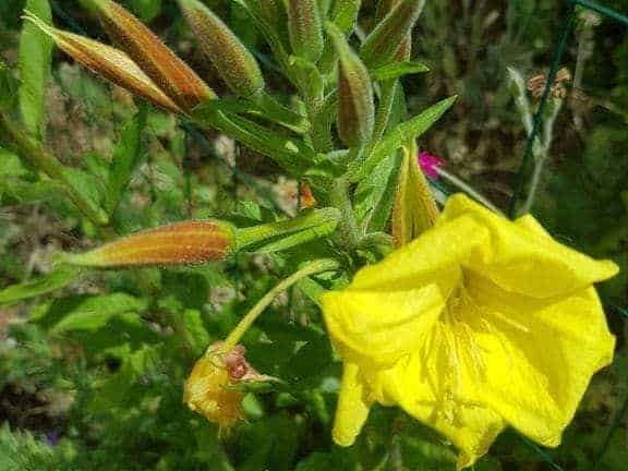 Pdj : 27 mai 2023 - l'été