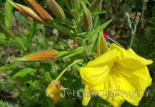 Pdj : 27 mai 2023 - l'été