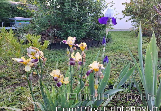 Pdj : 27 mai 2023 - l'été