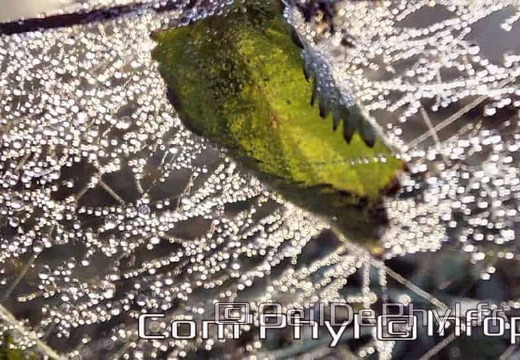 Pdj : 26 septembre 2021 - Rosée