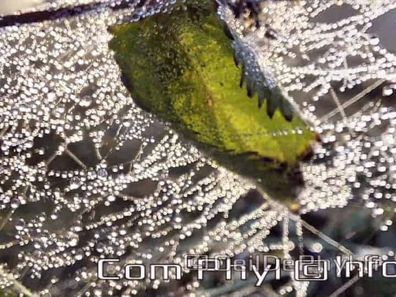 Pdj : 26 septembre 2021 - Rosée