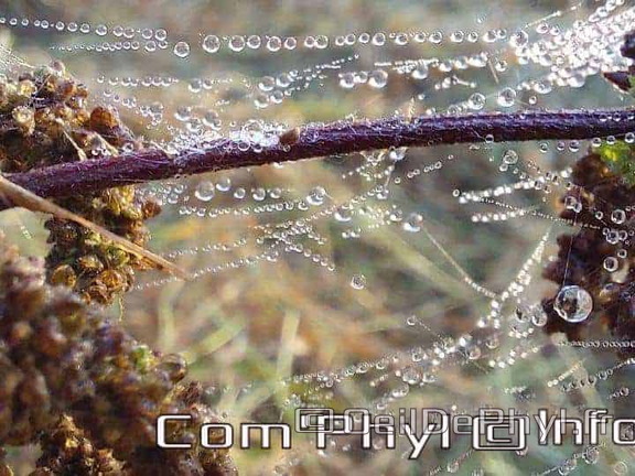 Pdj : 26 septembre 2021 - Rosée