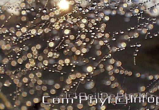 Pdj : 26 septembre 2021 - Rosée