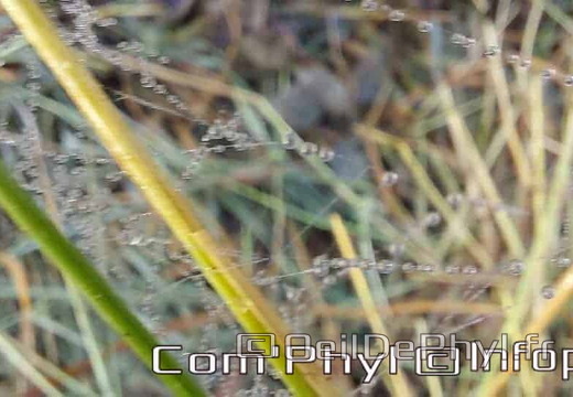 Pdj : 26 septembre 2021 - Rosée