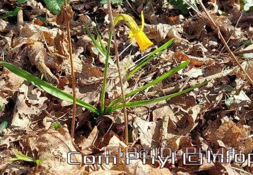 Pdj : 27 février 2022 - Fleurs sauvages