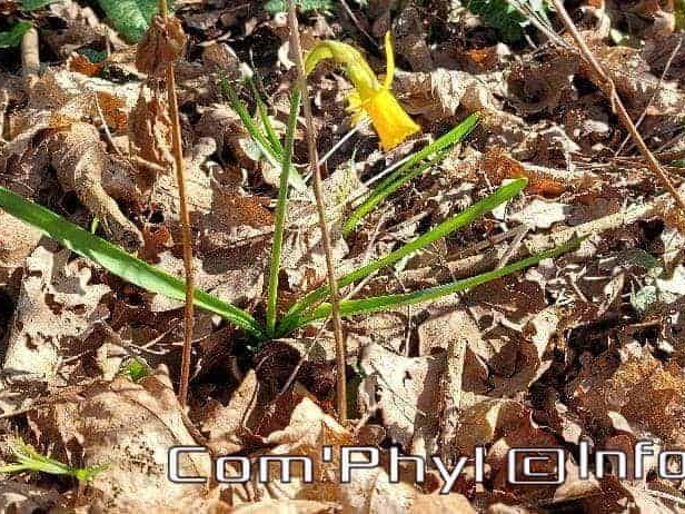 Pdj : 27 février 2022 - Fleurs sauvages