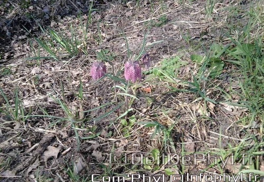 Pdj : 27 février 2022 - Fleurs sauvages