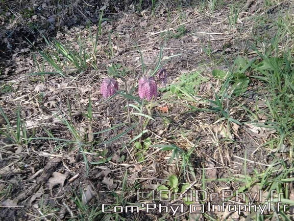 Pdj : 27 février 2022 - Fleurs sauvages